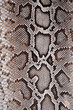 Traffic et commerce de peaux de serpents Phyton (Birmanie) Traffic et commerce de peaux de serpents Phyton (Birmanie)