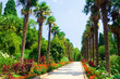 path with palms