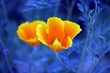 Goldmohn