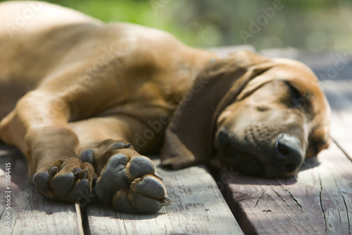Photo: Hound dog laying on a wood porch sleeping under the sun Hound dog laying on a wood porch sleeping under the sun