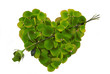 Green Rose Petal Heart with arrow