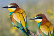 Couple of birds