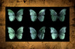 Morpho butterflies on a grunge background. Painted in Photoshop.