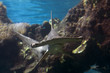 Hammershark
