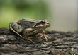 Brauner Frosch auf Rinde