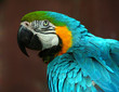 Parrot