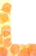 Dry colored leaves over white background Dry colored leaves over white background