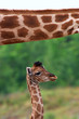 Giraffe calf below the neck of her mother Giraffe calf below the neck of her mother