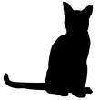 chat noir assis sur fond blanc
