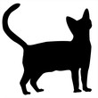 chat noir debout sur fond blanc