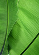 Banana Leaf