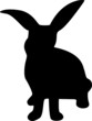 Hase