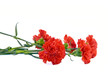 a bouquet of red carnations