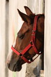Horse in a box
