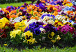 Photo: Heartsease, flower garden - close-up Heartsease, flower garden - close-up