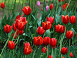 Photo: Red tulips Red tulips