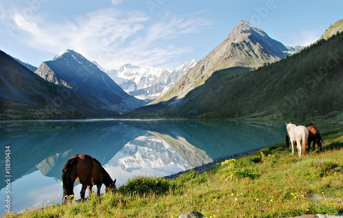 Photo: Horses near mountain lake Ak-kem, Altai, Russia Horses near mountain lake Ak-kem, Altai, Russia