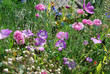 fleurs des champs