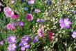 fleurs des champs