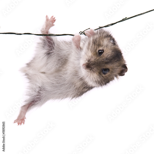 Photo : little dwarf hamster little dwarf hamster