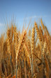 Photo: wheat wheat