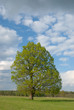 A lone tree on field A lone tree on field