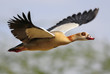 Egyptian goose in flight.