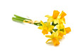 narcissus