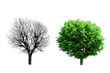 trees