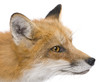 Red fox (4 years)- Vulpes vulpes