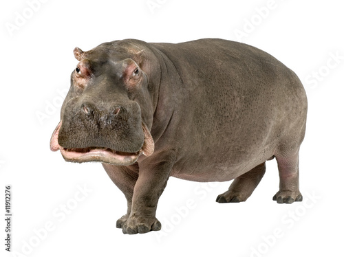Hippopotamus - Hippopotamus amphibius ( 30 years)