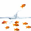 Portrait of goldfishes on white background