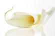 Calla lily