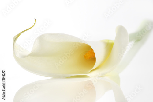 Photo: Calla lily Calla lily