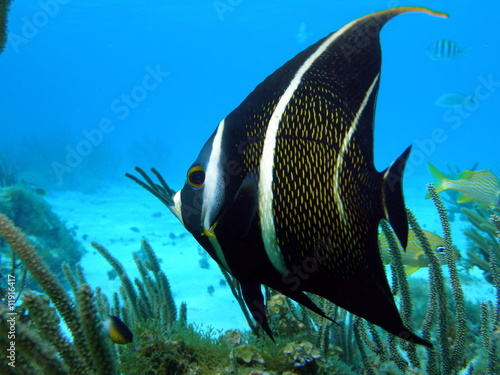 Photo: french Angel Fish 14 french Angel Fish 14