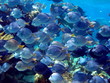 Blue Tang 06