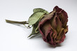 Welkende Rose Welkende Rose