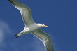 flying bird