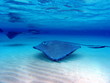southern Stingray 08
