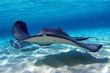 southern Stingray 09