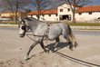 Lipica, addestramento di un cavallo Lipica, addestramento di un cavallo