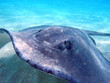 southern Stingray 22