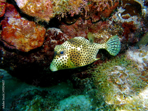 Photo: Spotted Trunk fish 06 Spotted Trunk fish 06