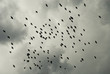 Birds flying in a stormy wether