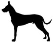 chien noir