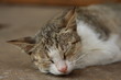 Sieste de chat