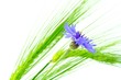 Kornblume im Feld
