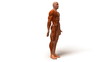 Anatomie et systeme musculaire Anatomie et systeme musculaire
