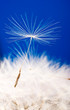 dandelion detail isolated on blue background