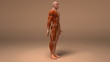 Anatomie et systeme musculaire (couche alpha)